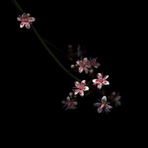 大奶子动漫美女被我狂操
